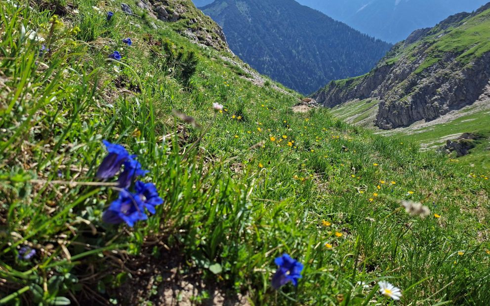 Sommer - Bergtour - Ammergauer Alpen