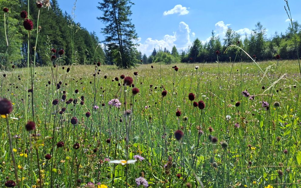 Sommer - Radtour - Wanderung